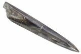 Jurassic Fossil Belemnite Rostrum - England #357340-1